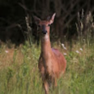 Meet your Posher, Henry